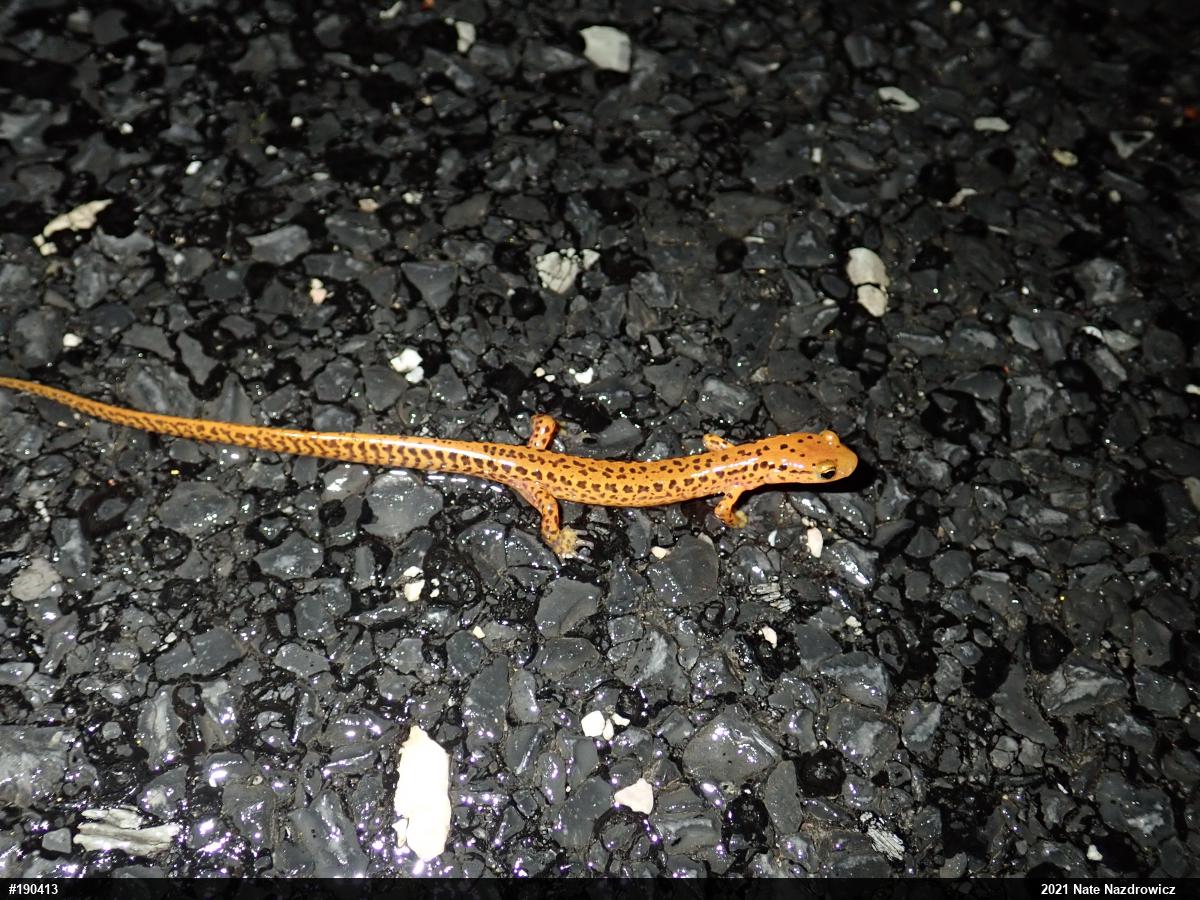 Eastern Long-tailed Salamander