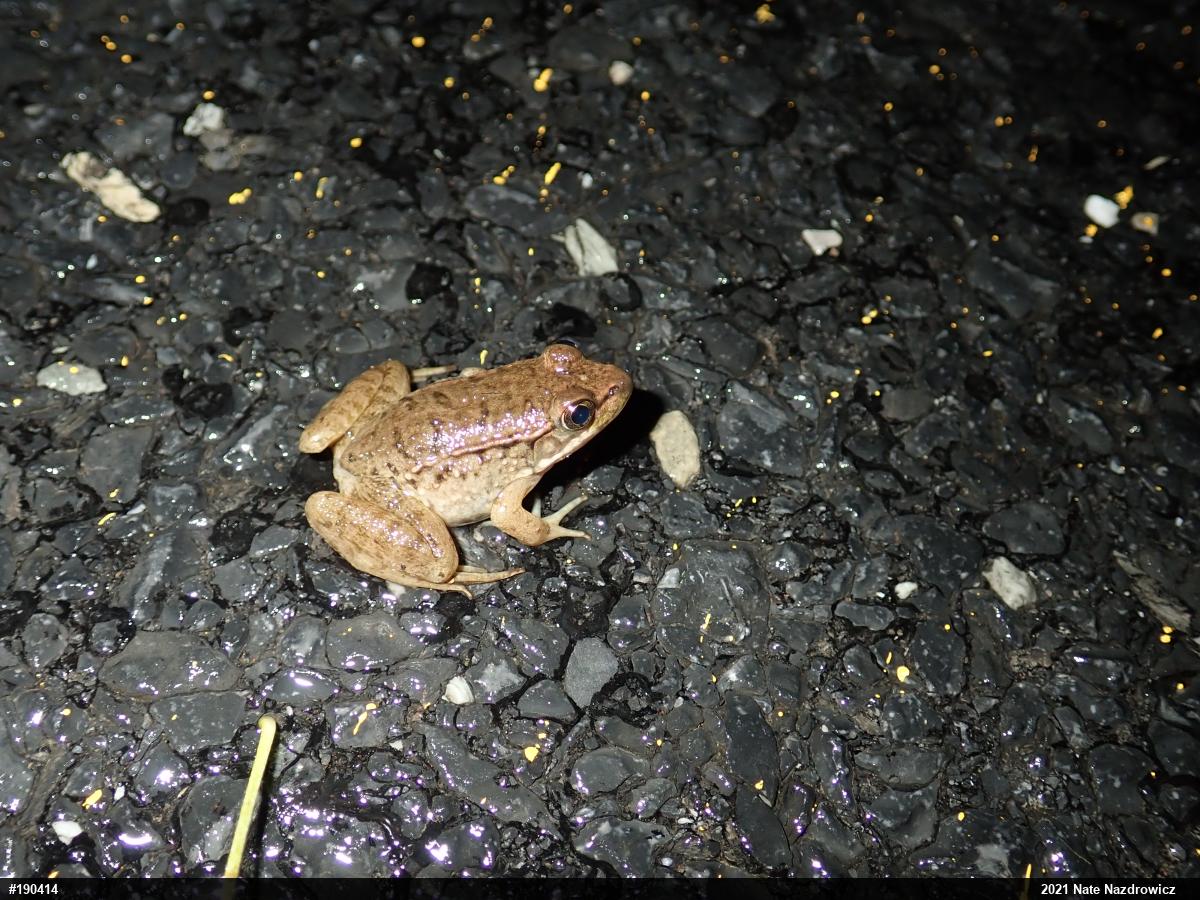 Green Frog