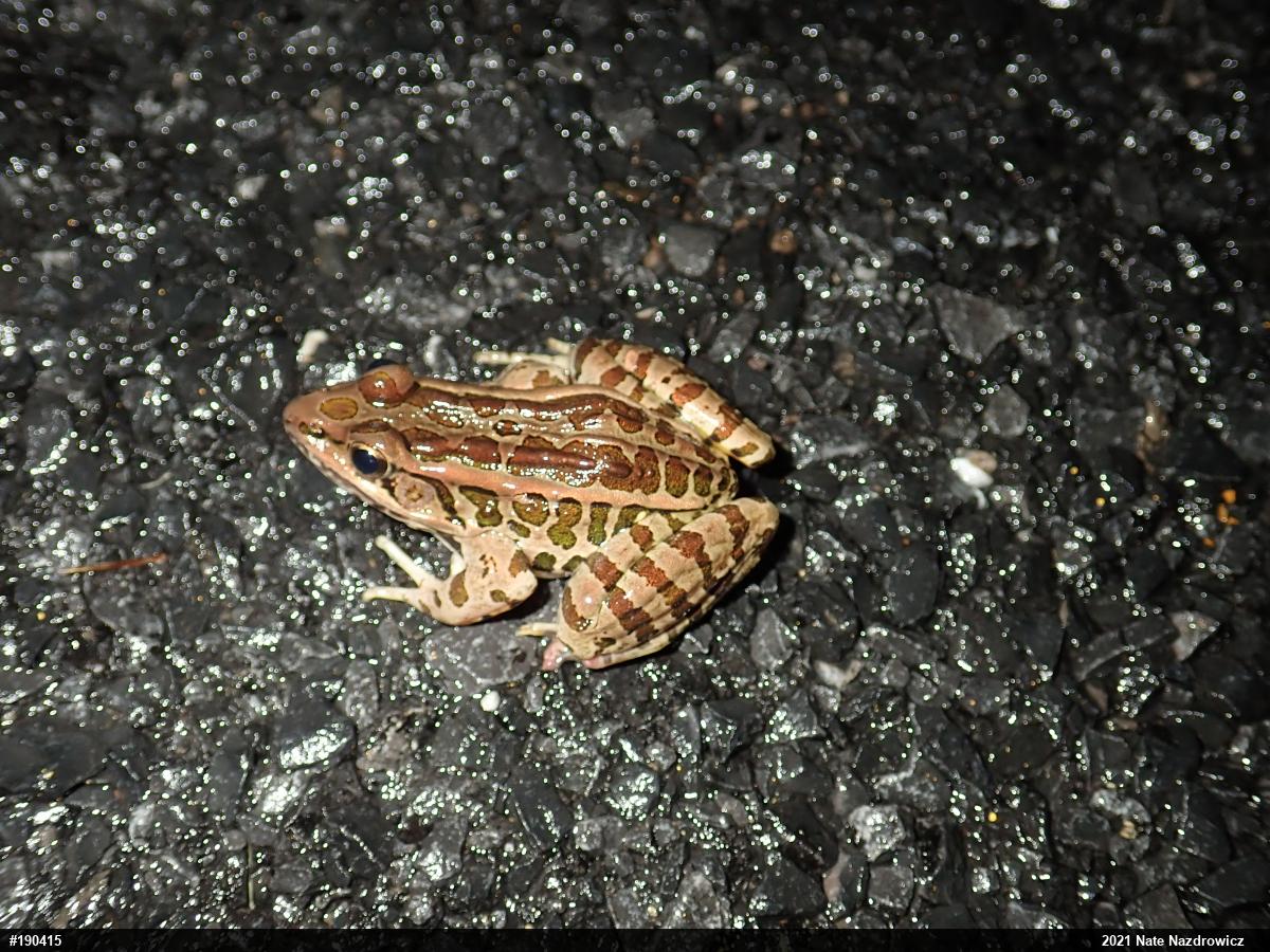 Pickerel Frog