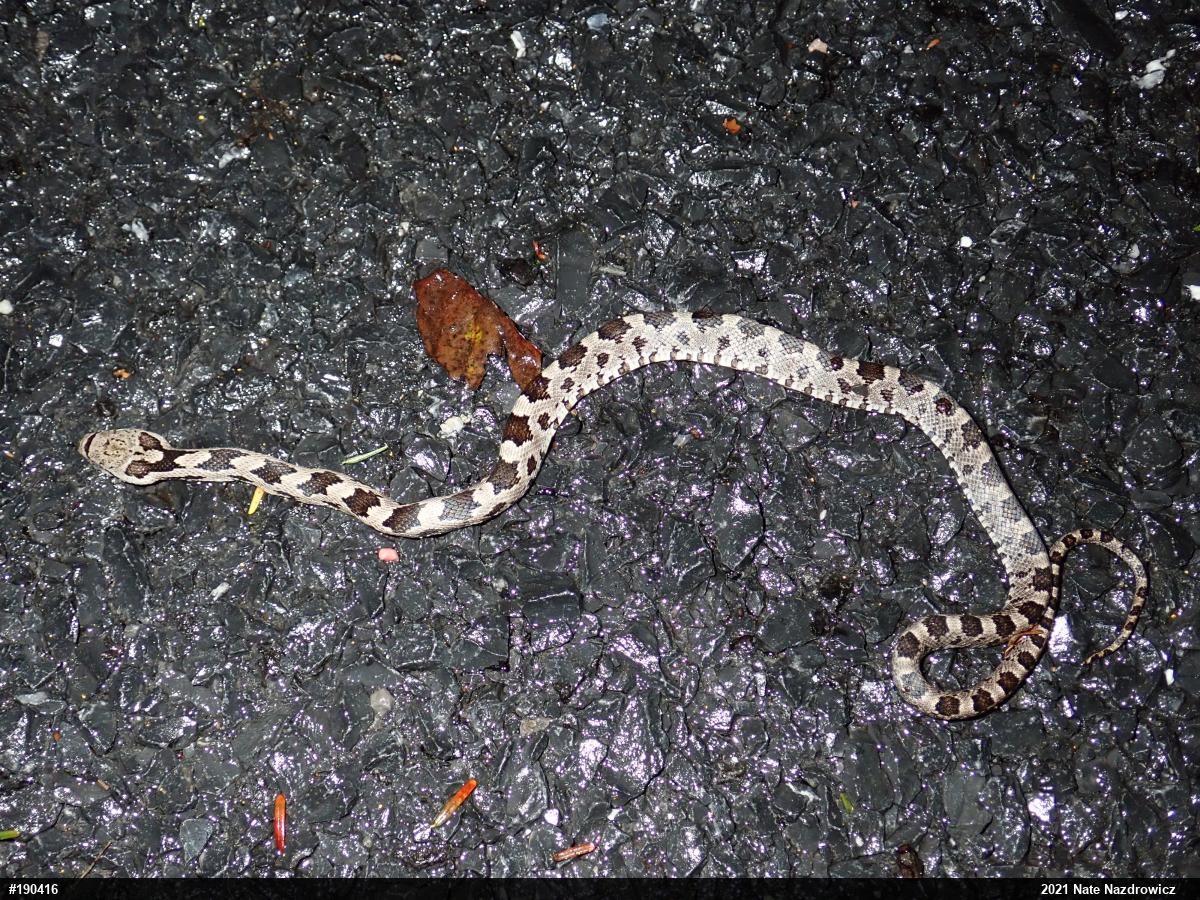 Eastern Ratsnake