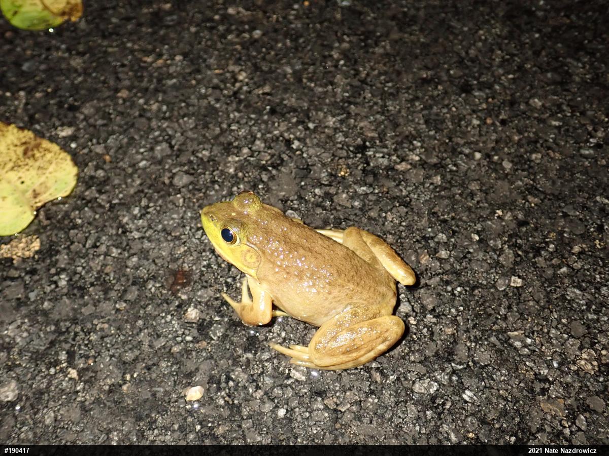 American Bullfrog