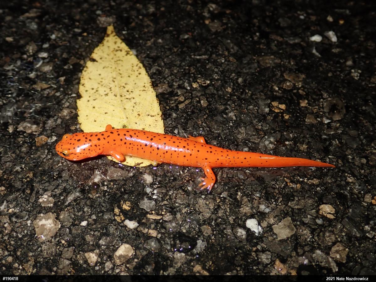 Northern Red Salamander