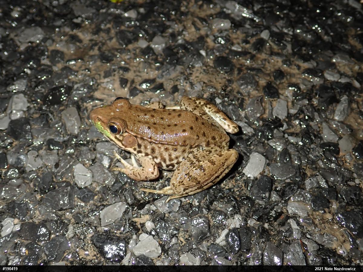 Green Frog