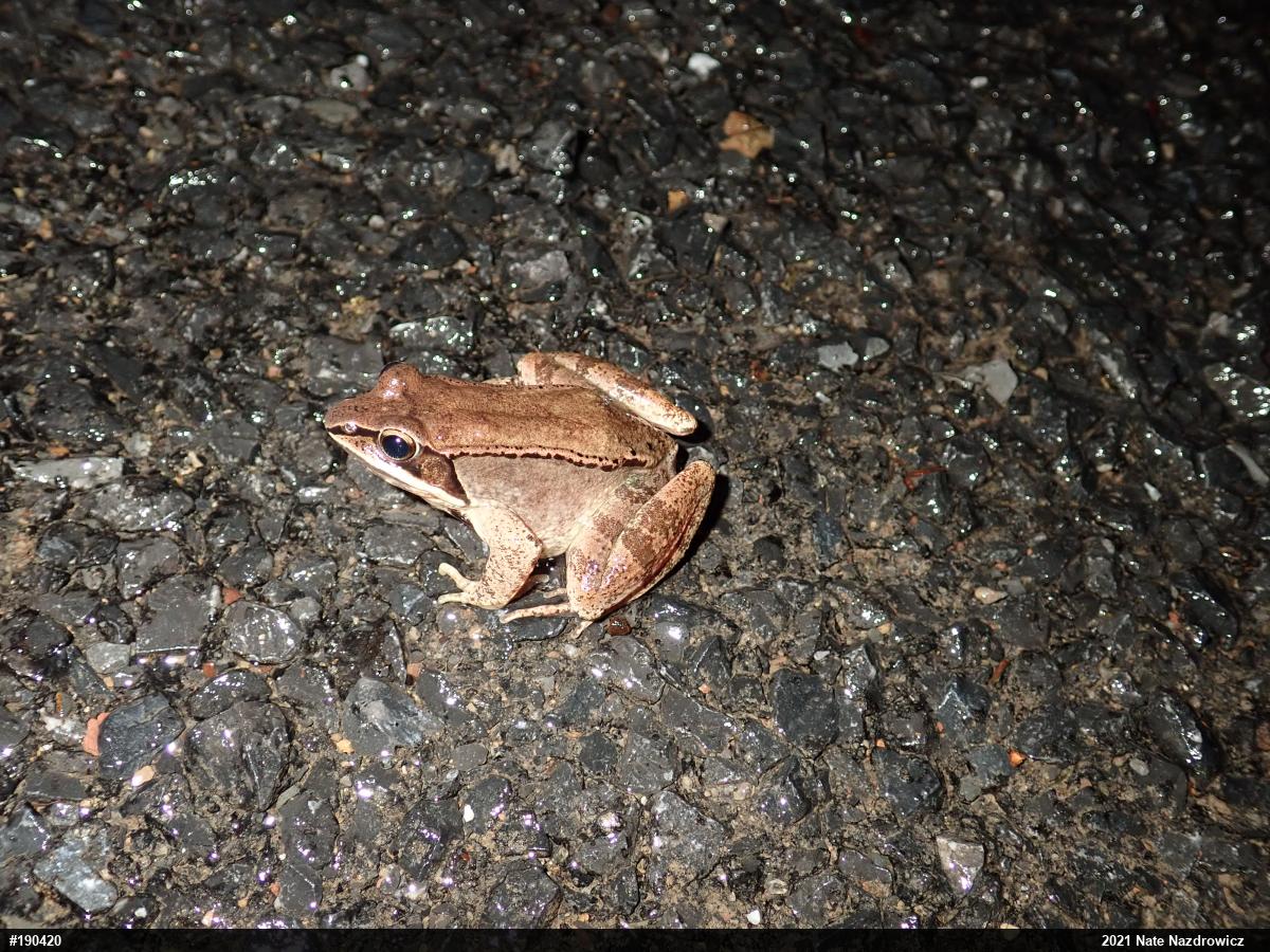 Wood Frog