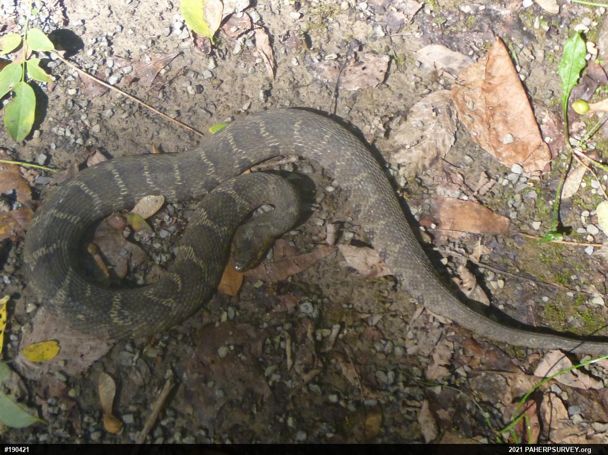 Northern Watersnake