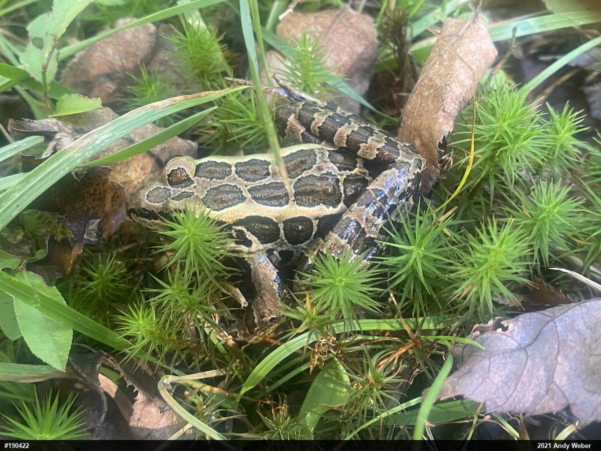 Pickerel Frog