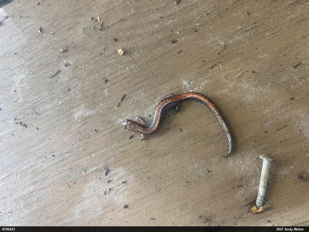 Eastern Red-backed  Salamander