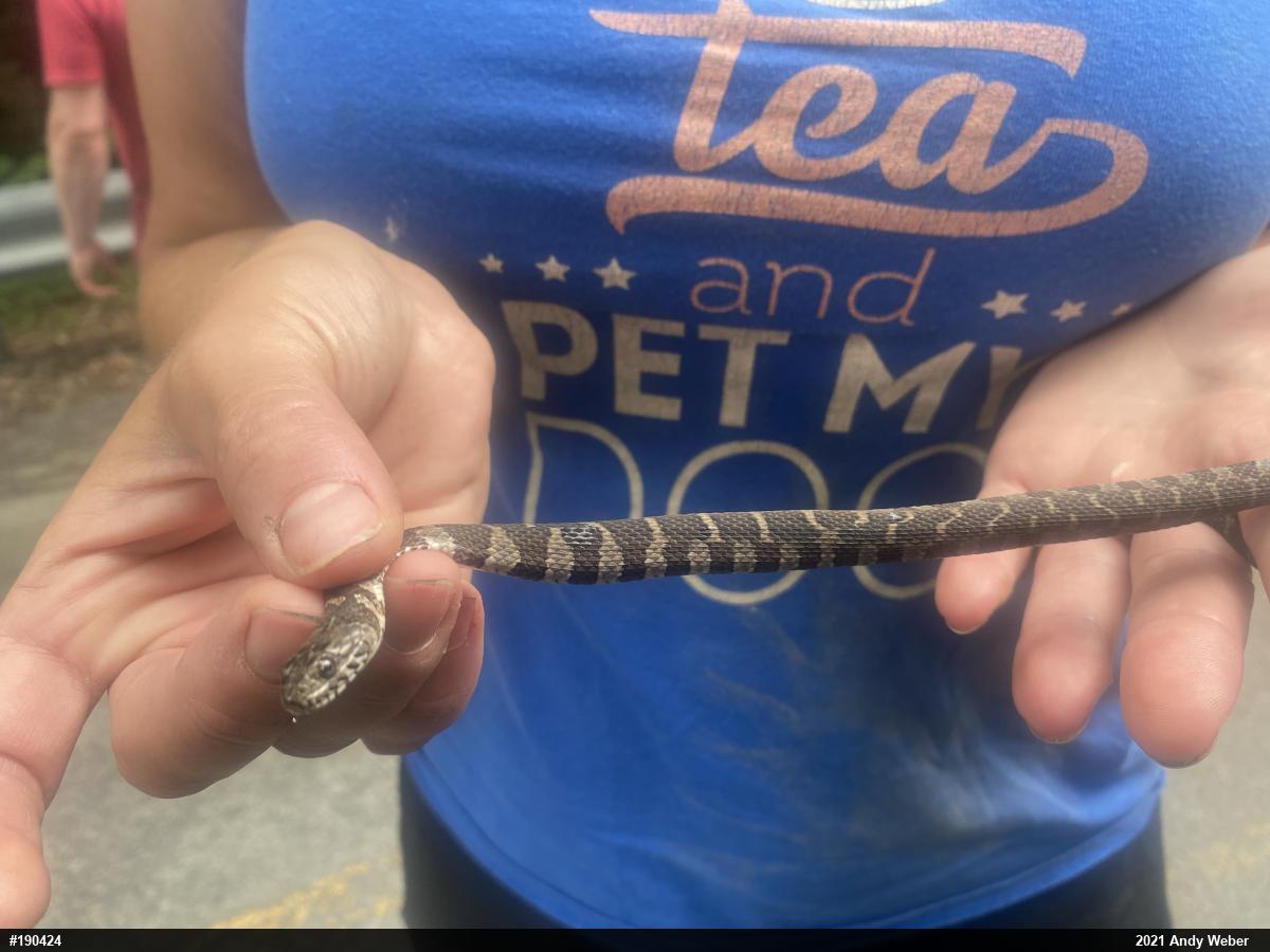 Northern Watersnake