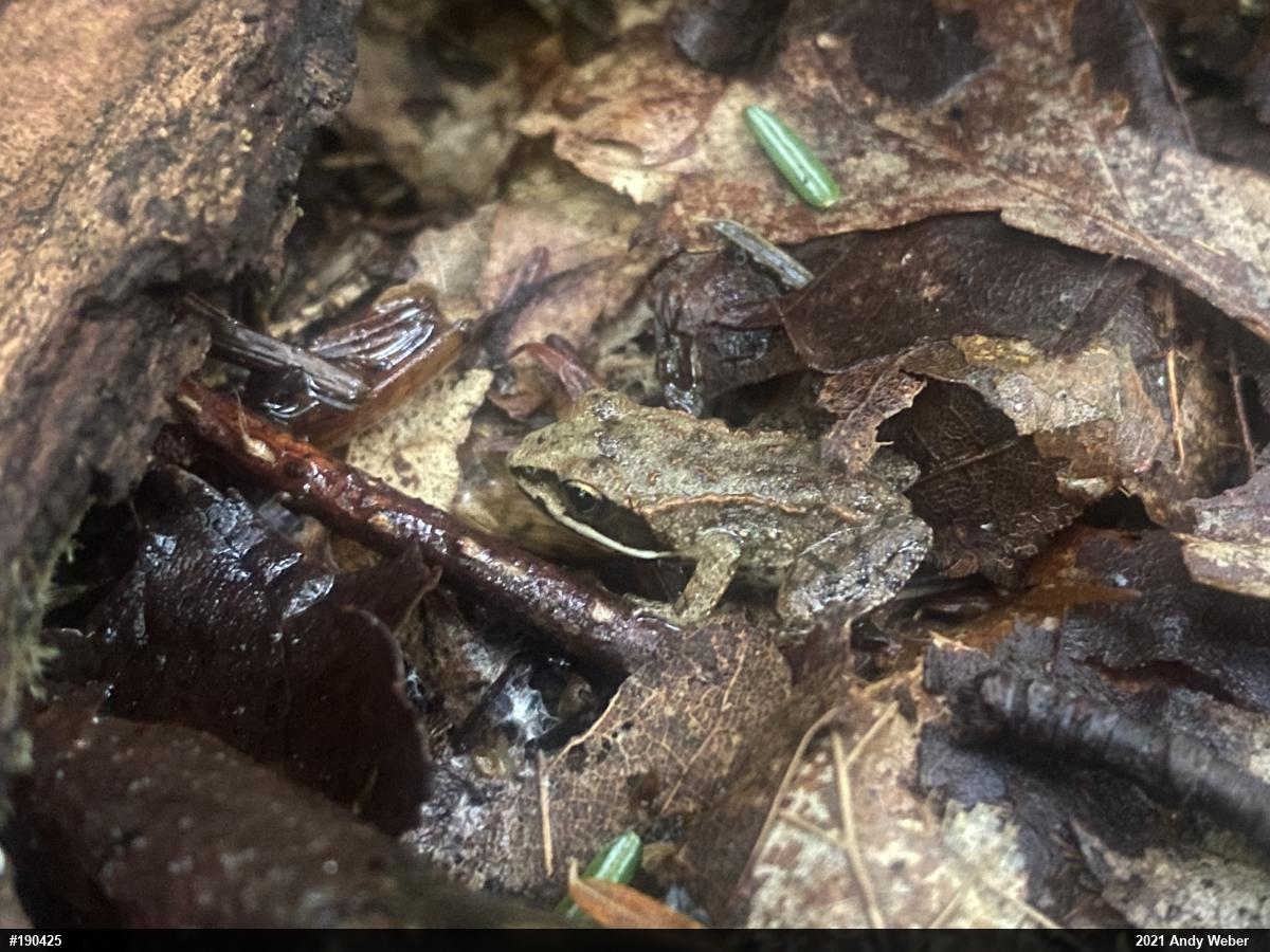 Wood Frog