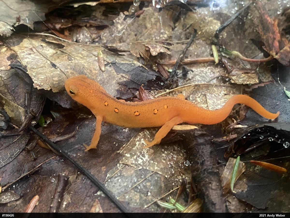Red-spotted Newt