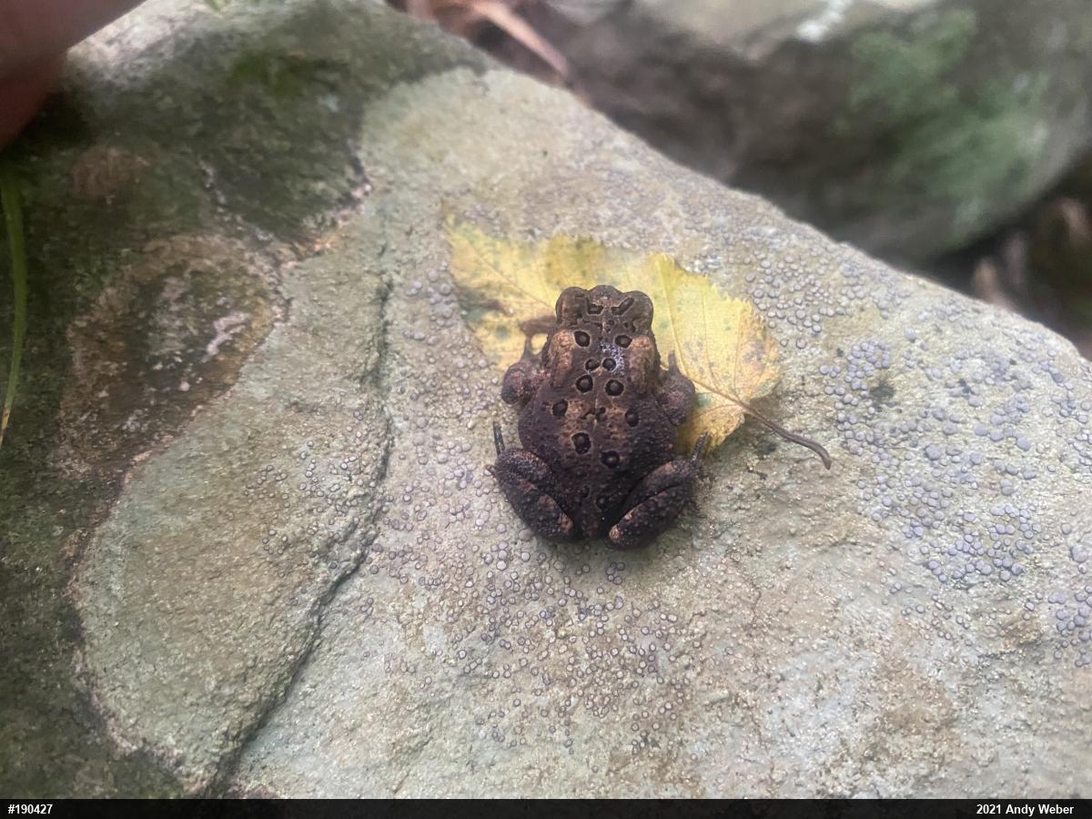 Eastern American Toad