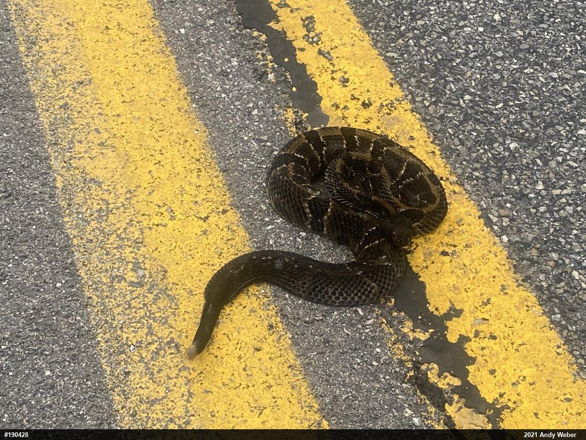 Timber Rattlesnake