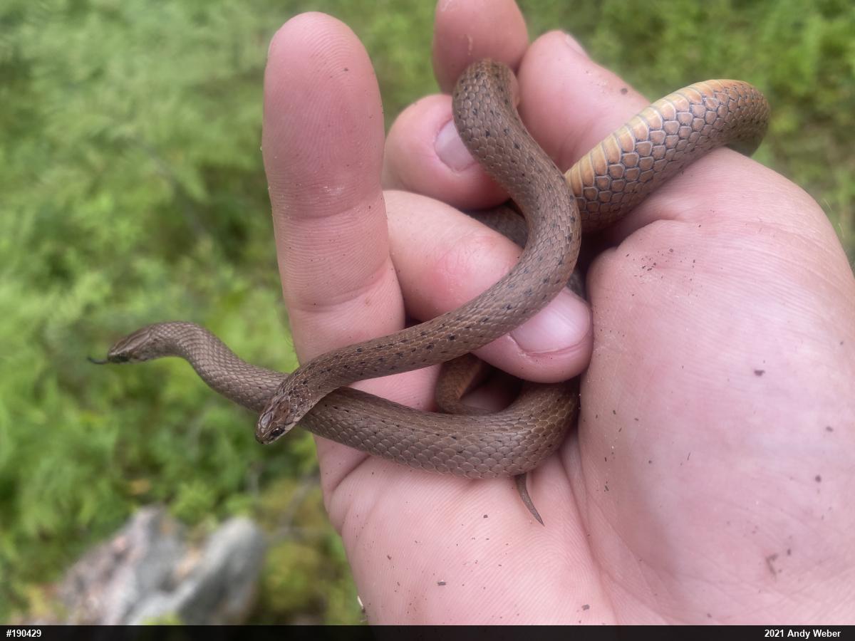 Mountain Earthsnake