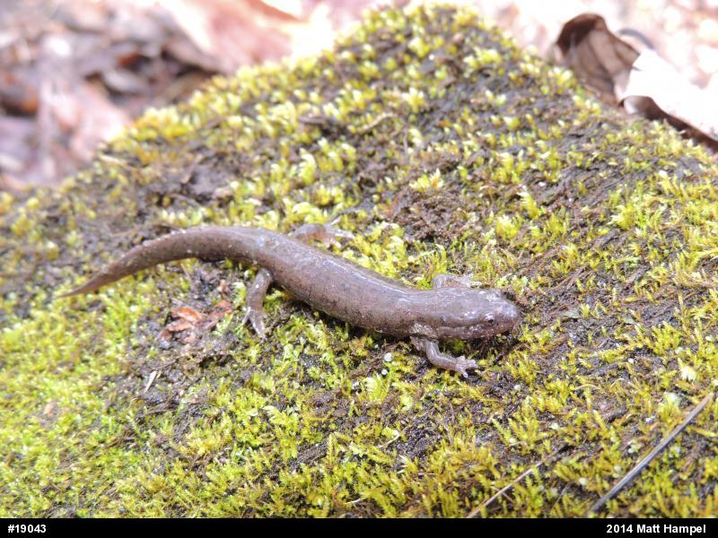 Northern Dusky Salamander