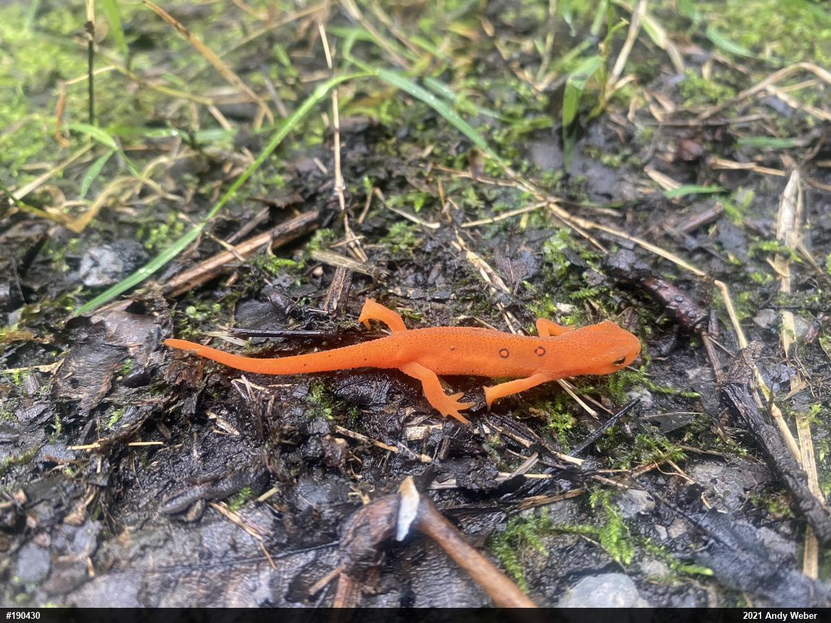 Red-spotted Newt