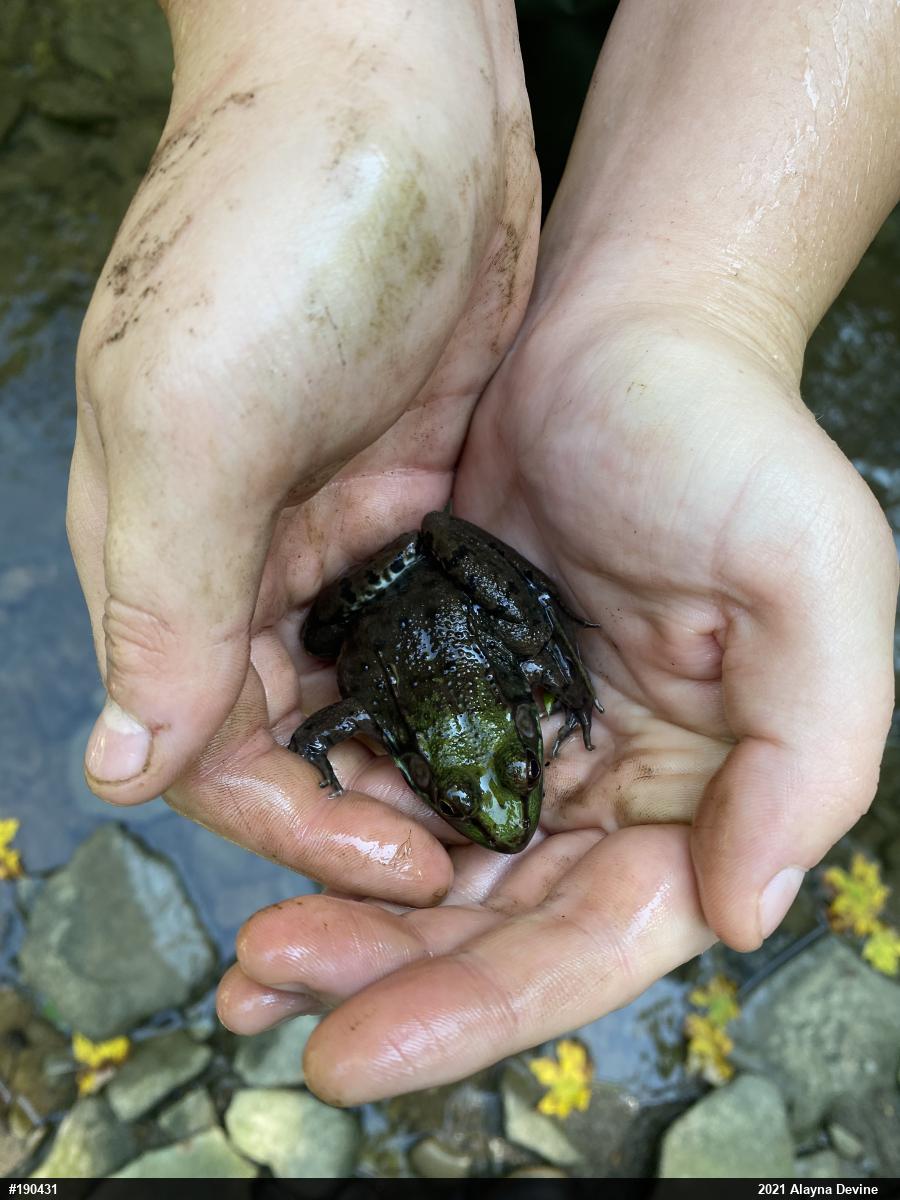 Green Frog
