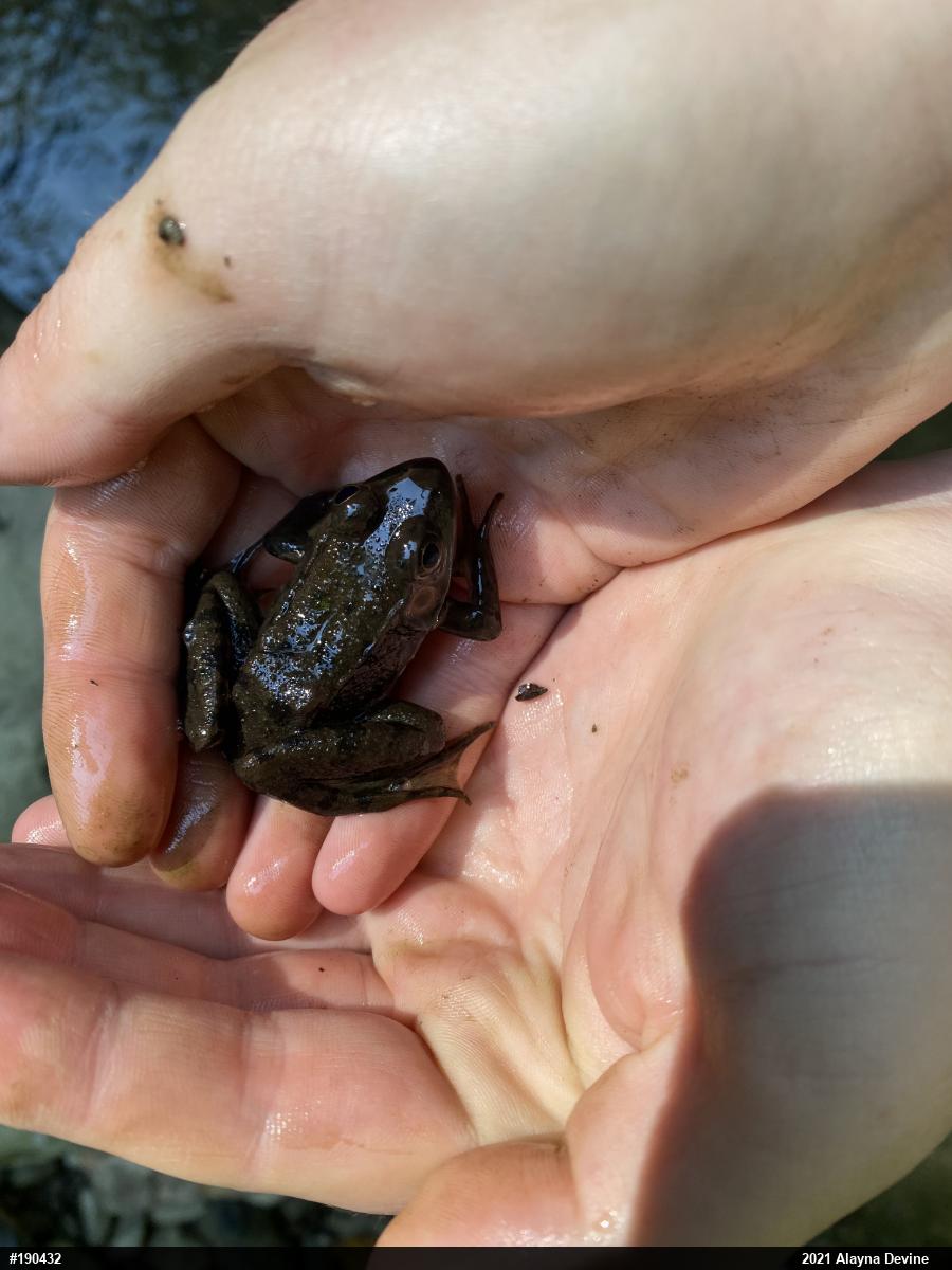 Green Frog