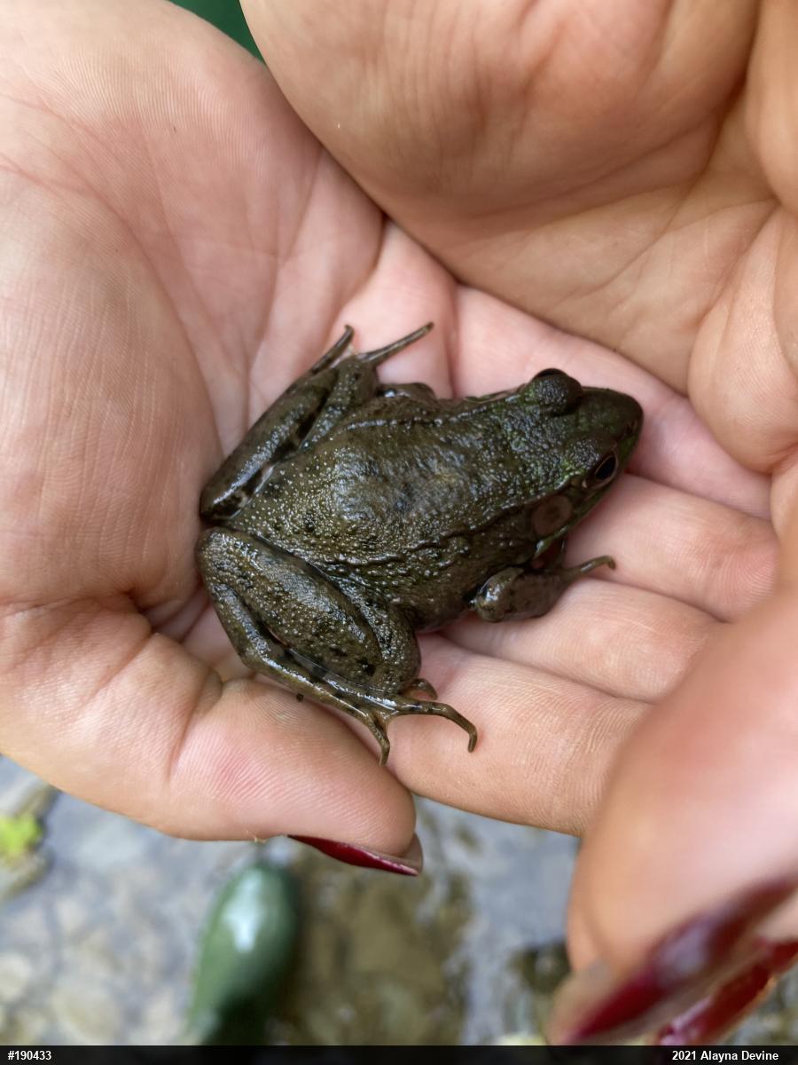 Green Frog
