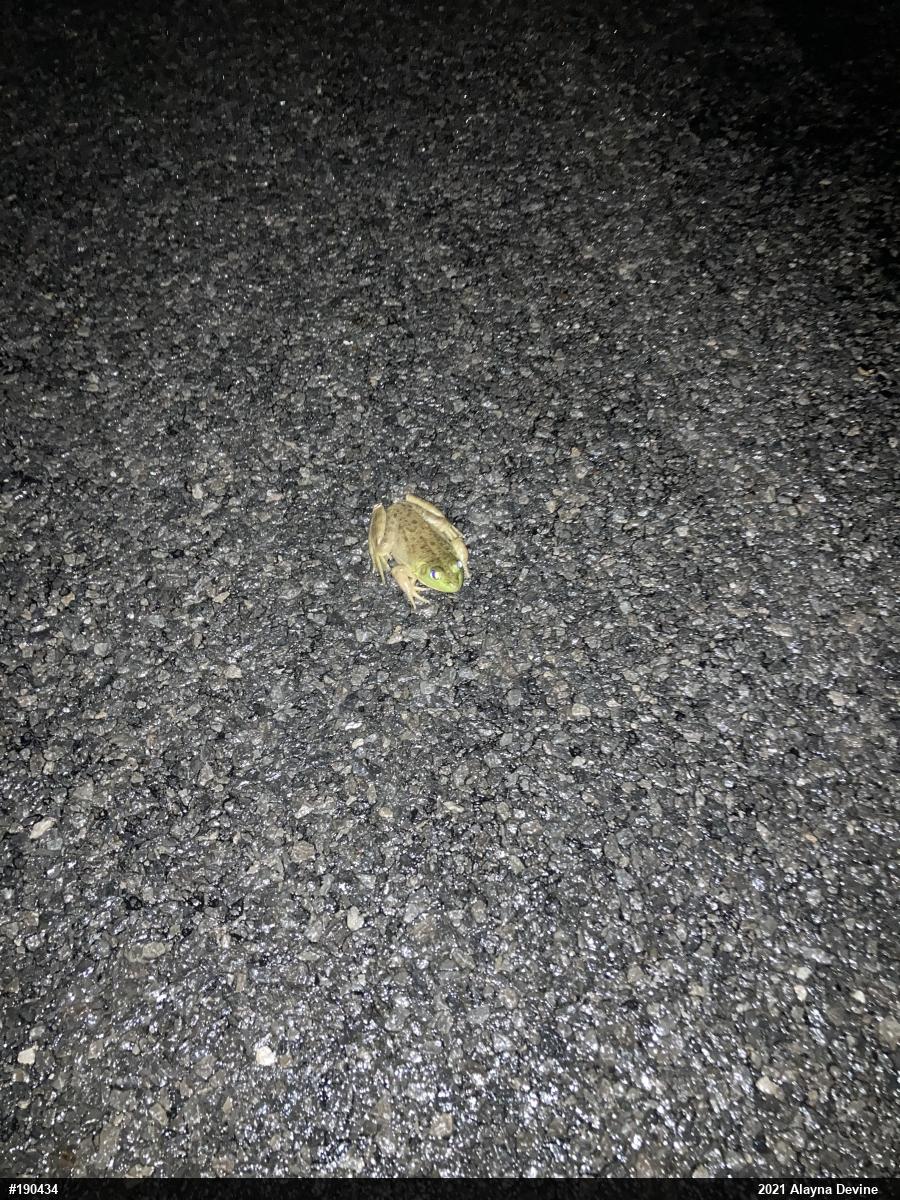 American Bullfrog