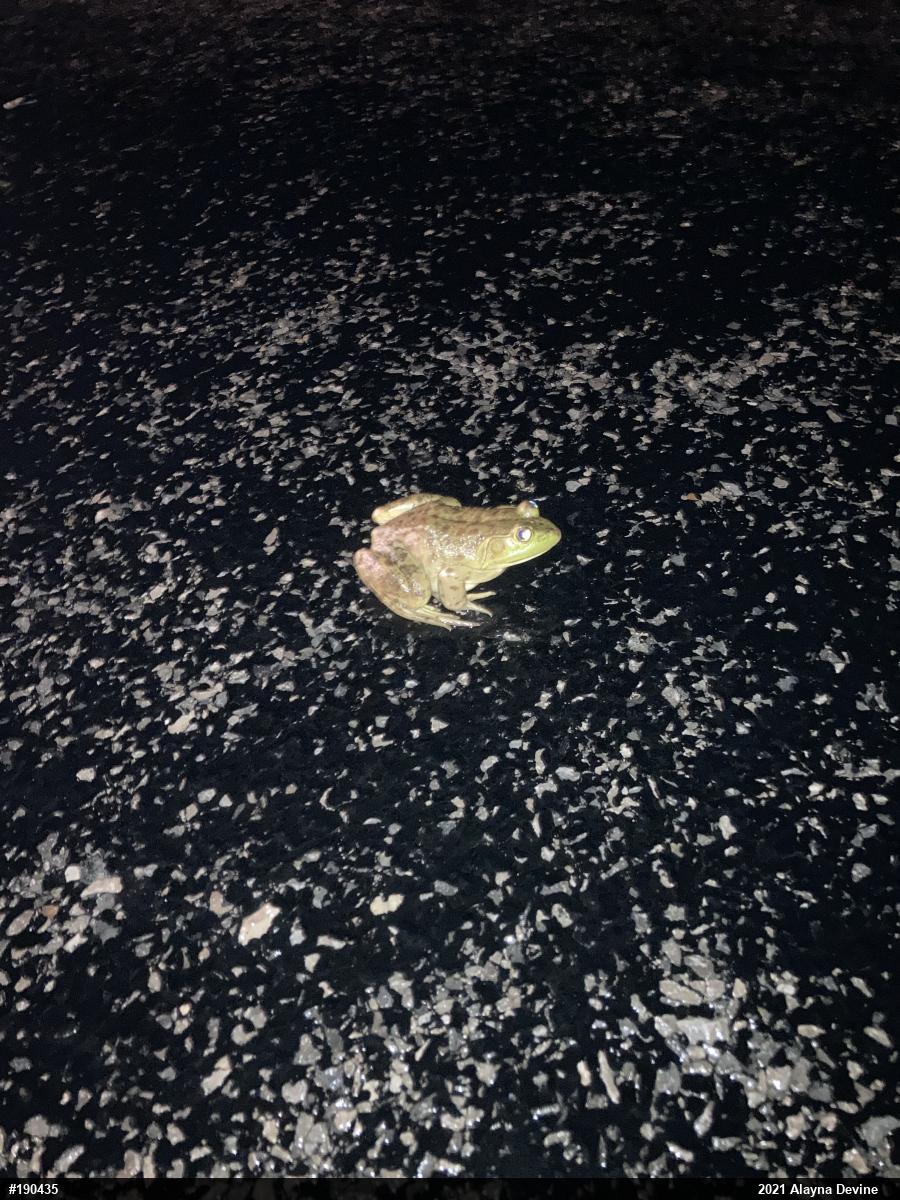 American Bullfrog