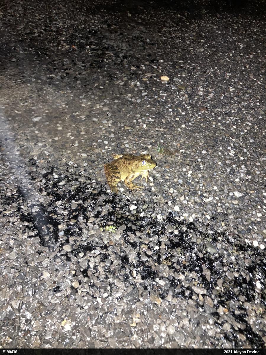American Bullfrog