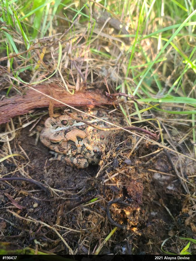 Eastern American Toad