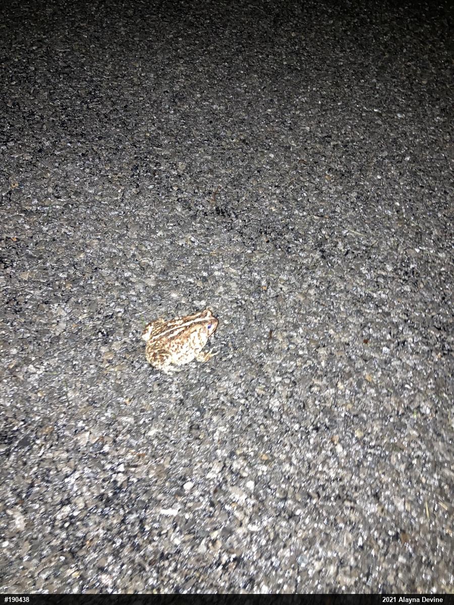 Eastern American Toad