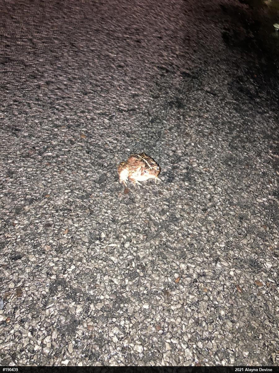 Eastern American Toad