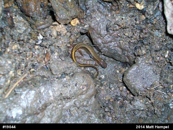 Northern Two-lined Salamander