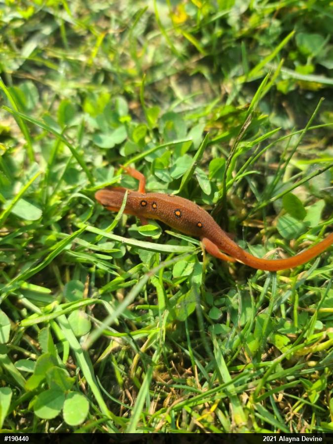 Red-spotted Newt