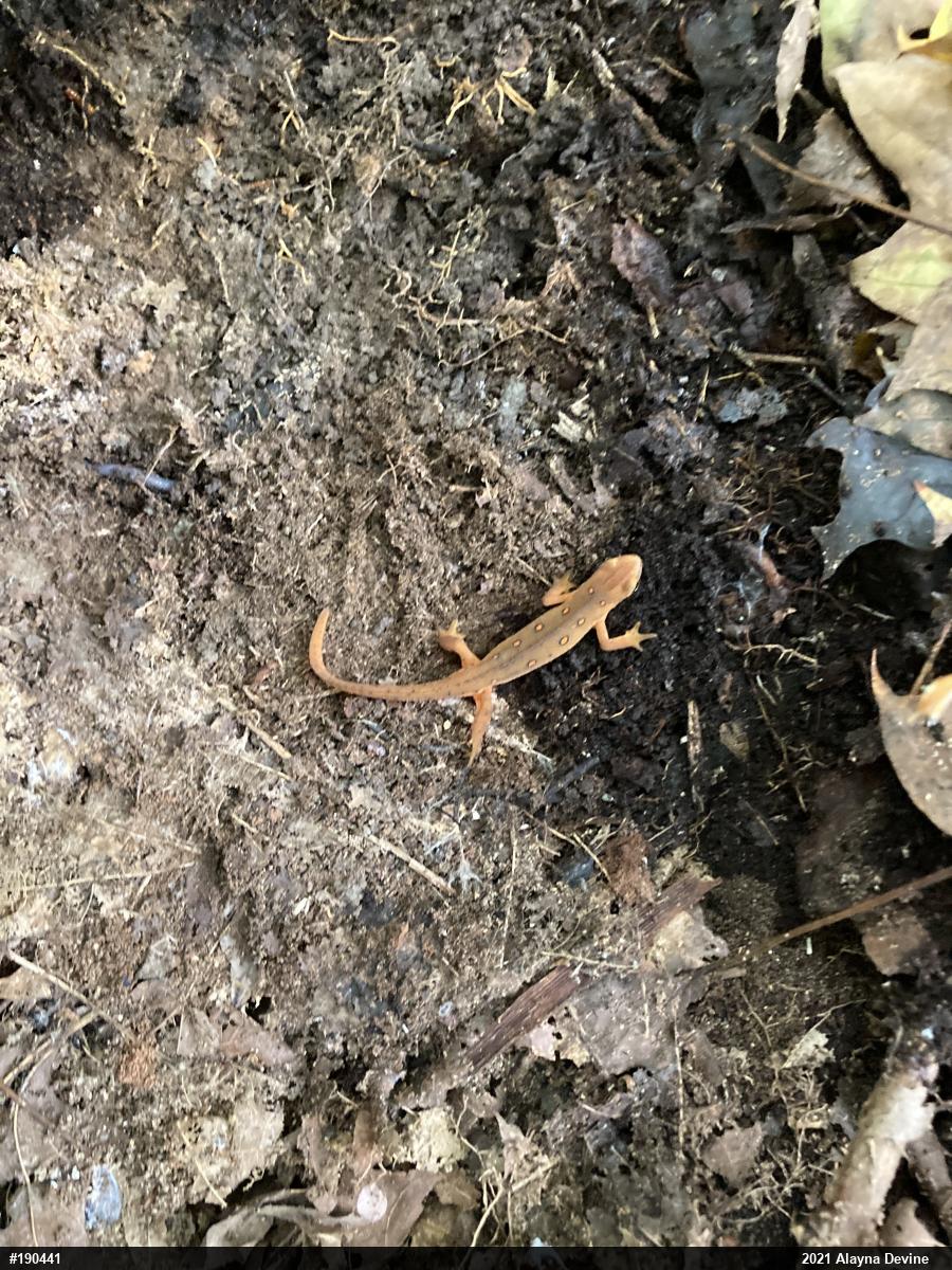 Red-spotted Newt