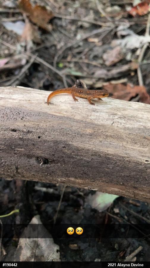 Red-spotted Newt