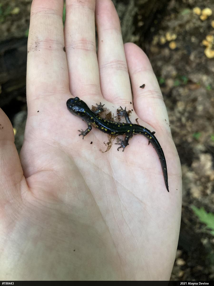 Spotted Salamander