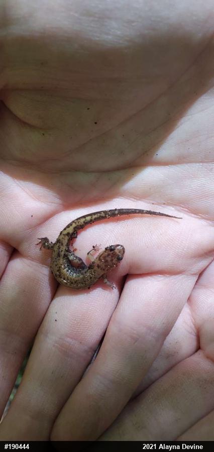 Allegheny Mountain Dusky Salamander
