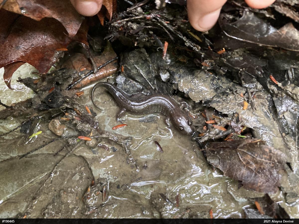 Northern Dusky Salamander