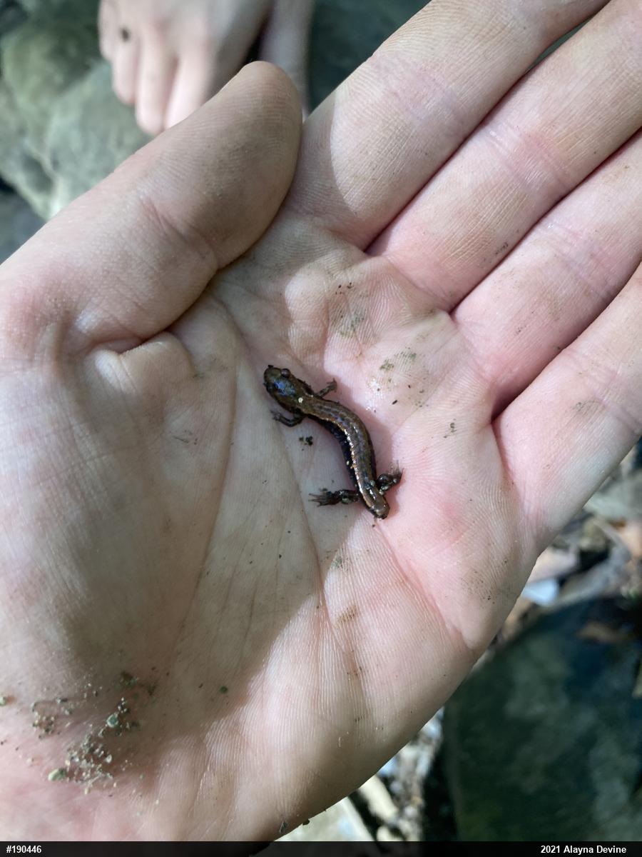 Allegheny Mountain Dusky Salamander