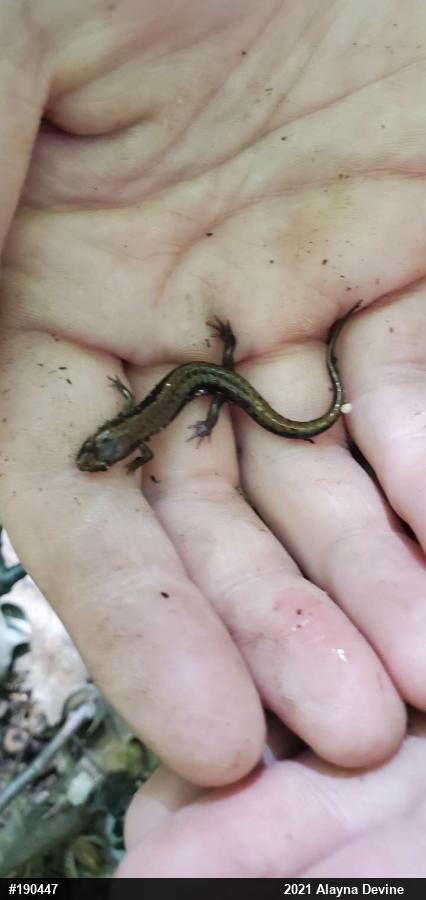 Allegheny Mountain Dusky Salamander