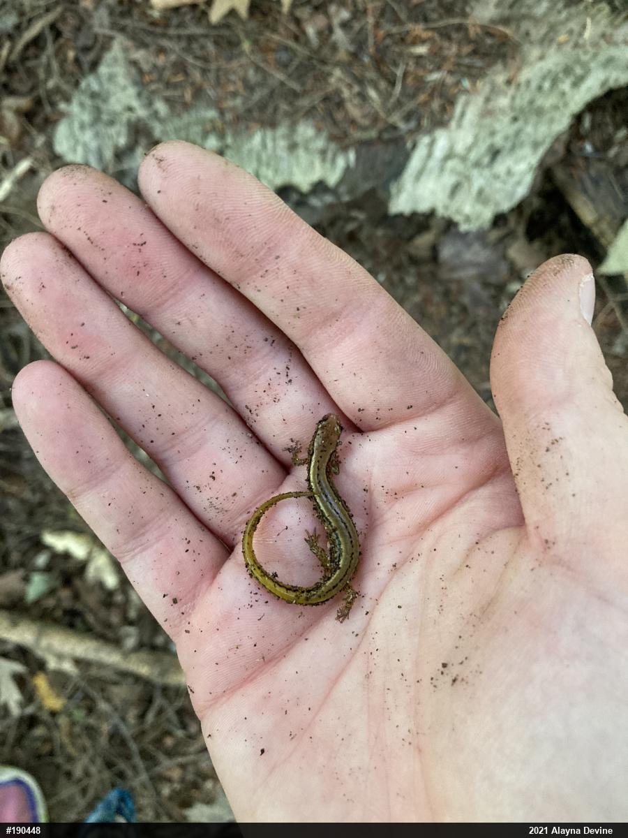 Northern Two-lined Salamander