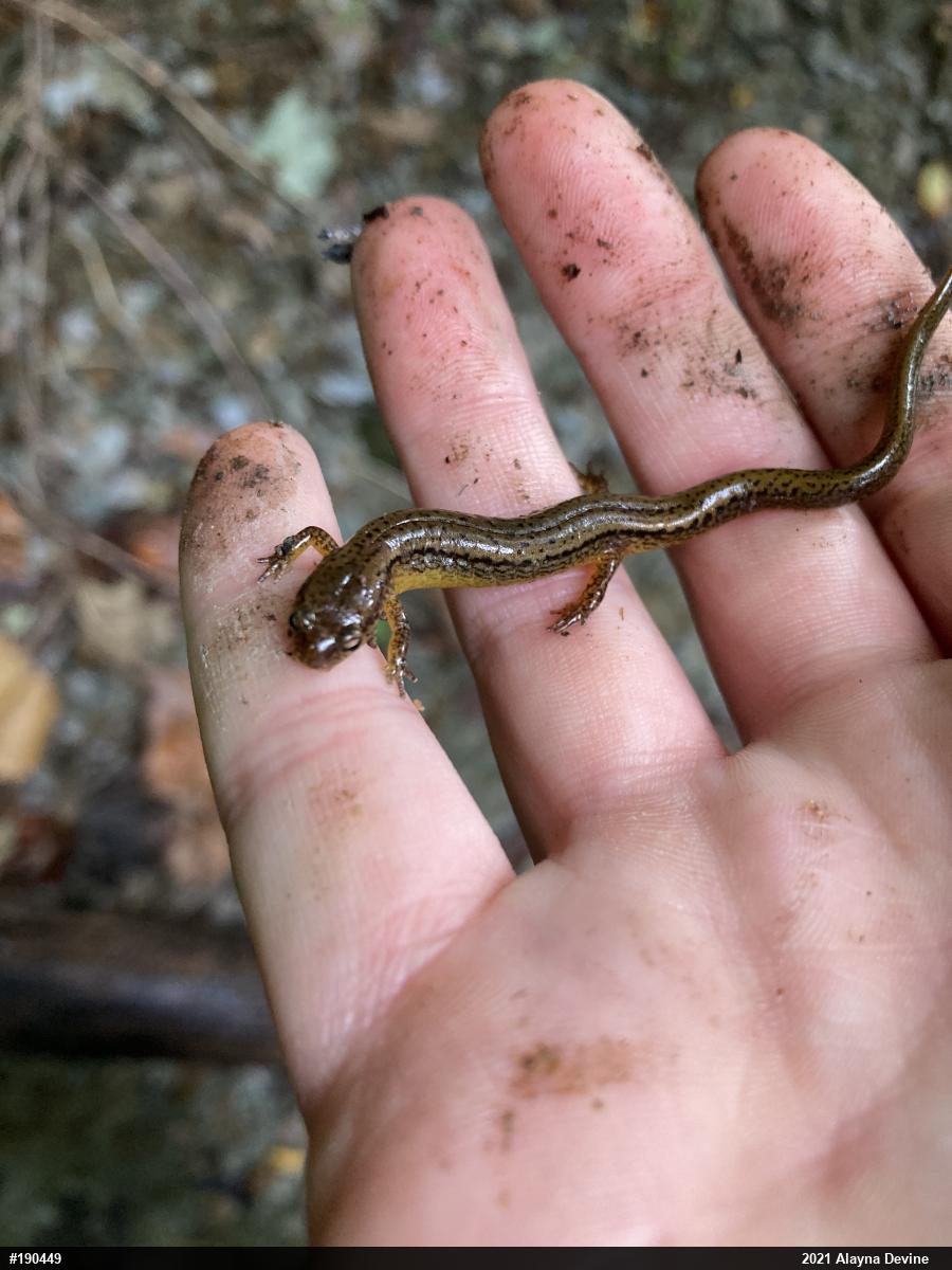 Northern Two-lined Salamander