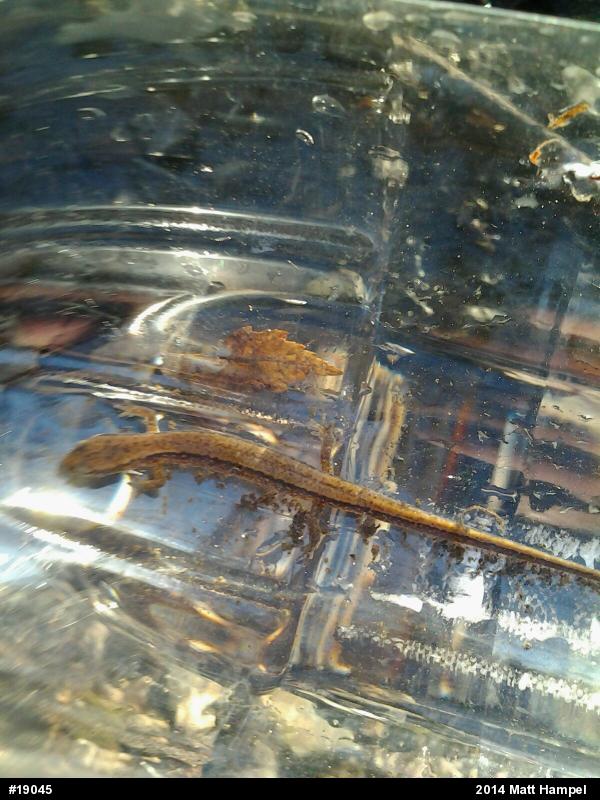 Northern Two-lined Salamander