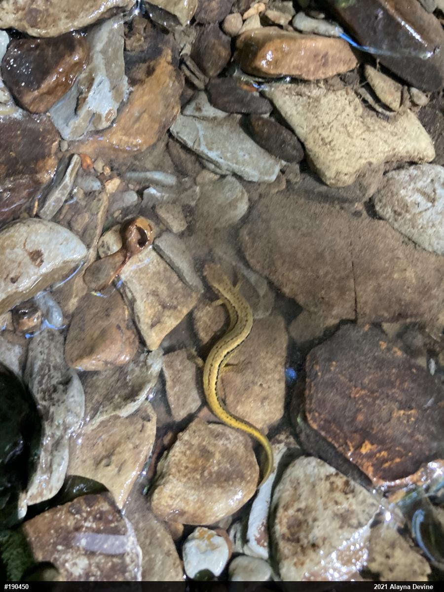 Northern Two-lined Salamander