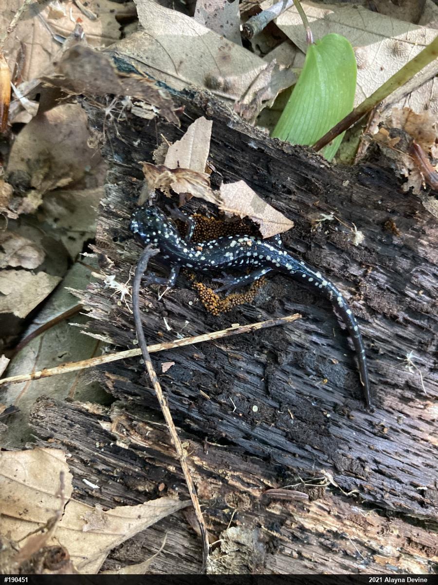 Northern Slimy Salamander