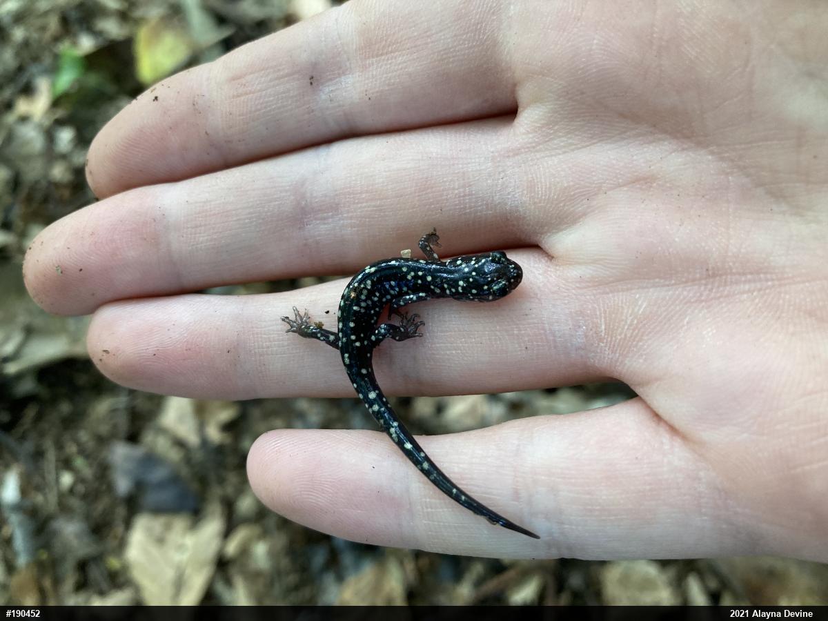 Northern Slimy Salamander