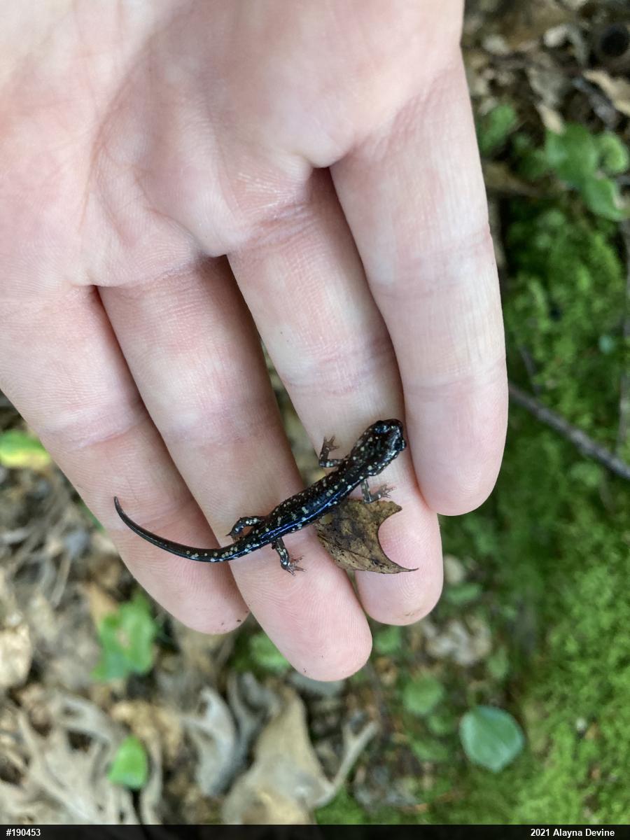 Northern Slimy Salamander