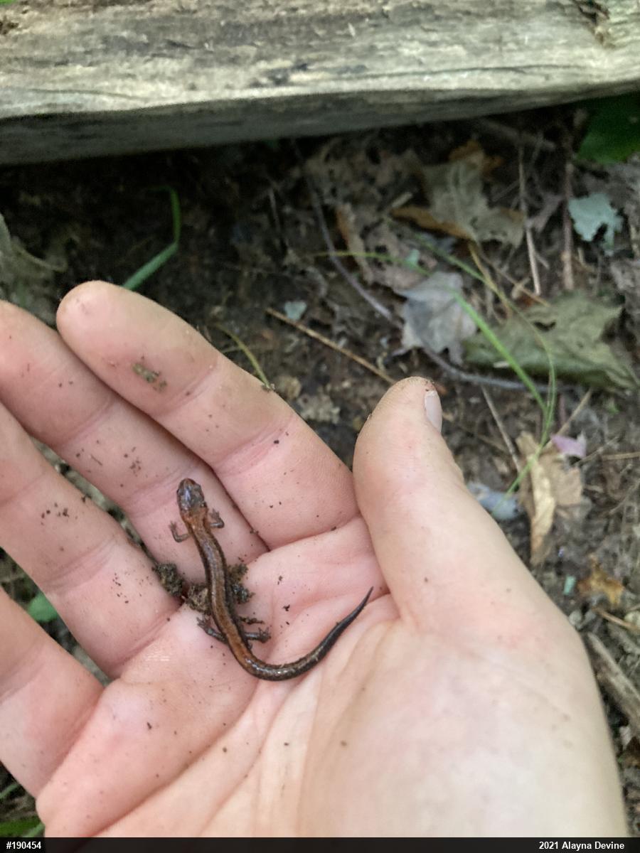 Eastern Red-backed  Salamander