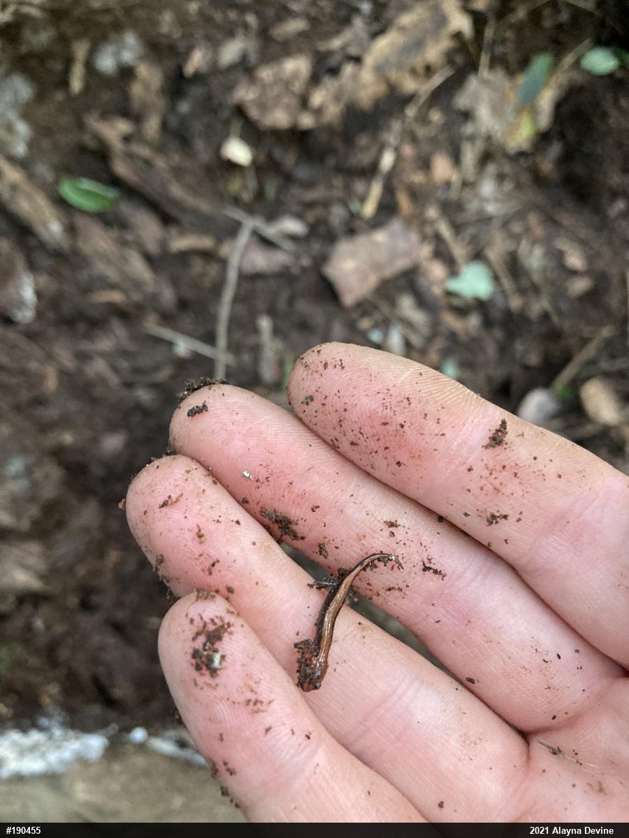 Eastern Red-backed  Salamander