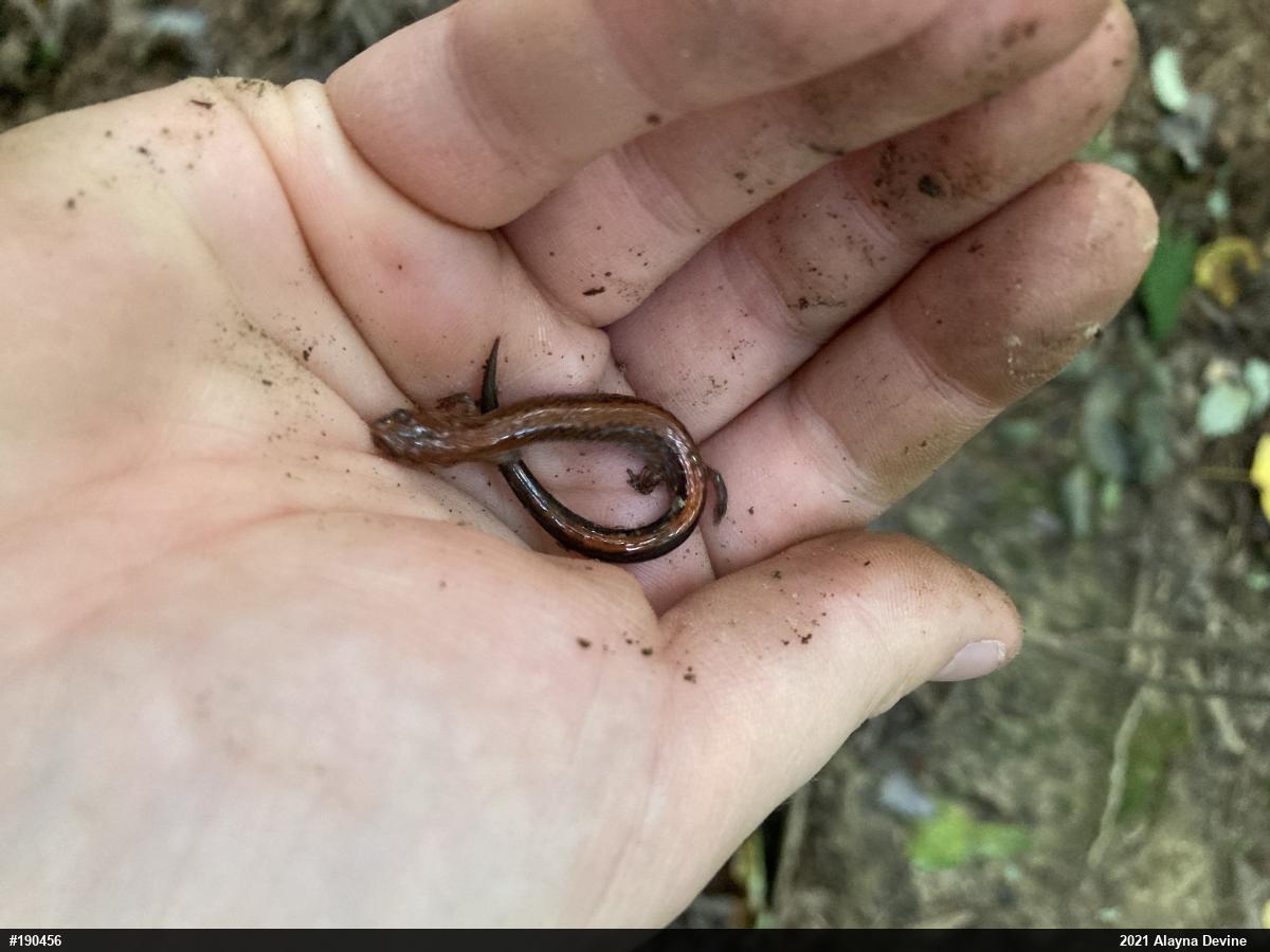 Eastern Red-backed  Salamander