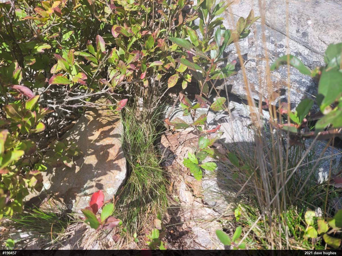 Timber Rattlesnake