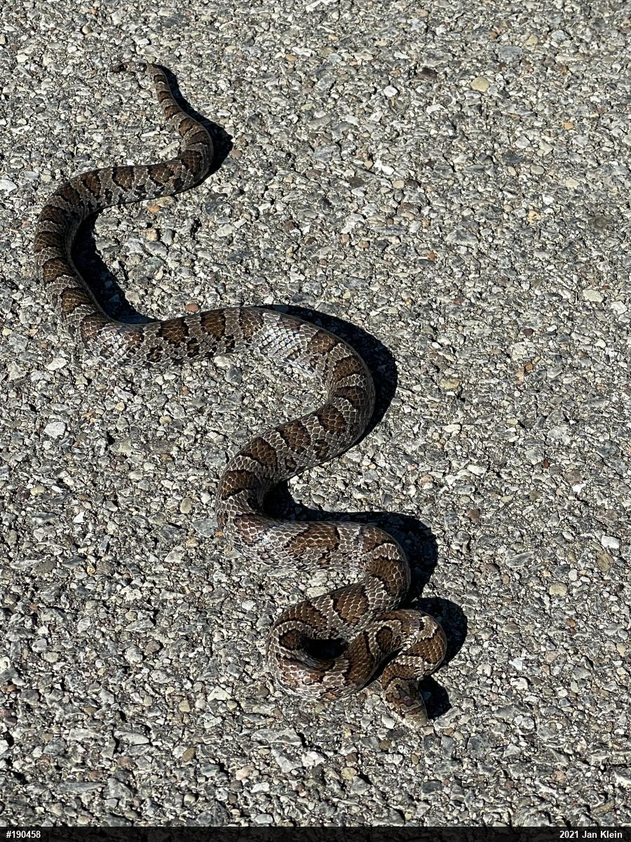 Eastern Milksnake