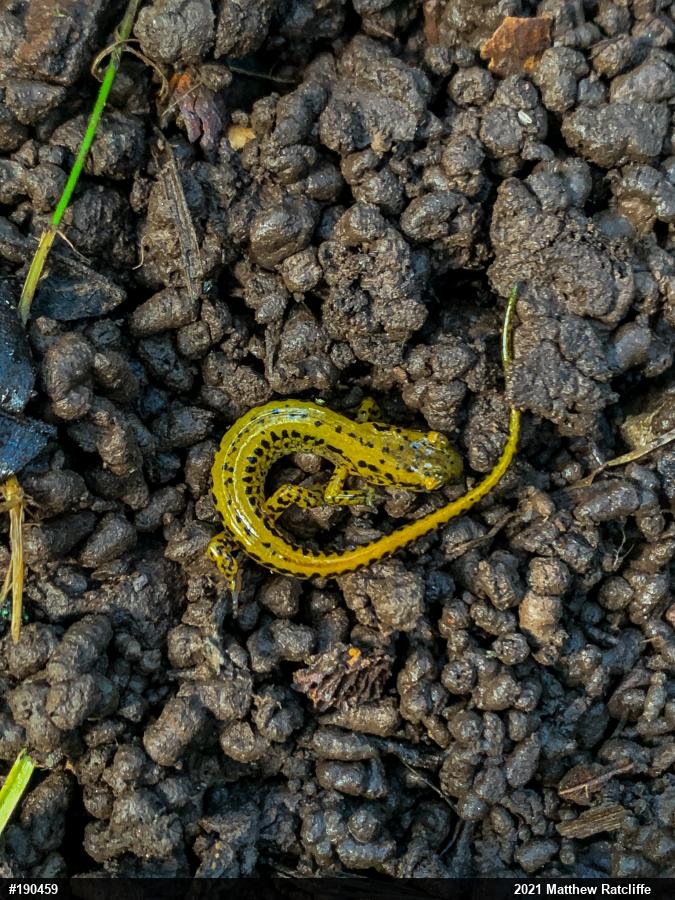 Eastern Long-tailed Salamander